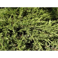Borievka pobežná - Juniperus conferta 'Schlager'