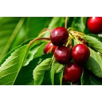 Višňa kríčková - Hybrid Prunus fruticosa x prunus cerasus ´CARMINE JEWEL´ P19