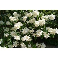 Philadelphus ´Belle Etoile´ Co1L  15-20