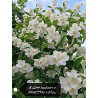 Philadelphus ´Belle Etoile´ Co1L  15-20