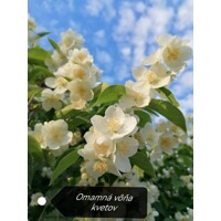 Philadelphus ´Belle Etoile´ Co1L  15-20
