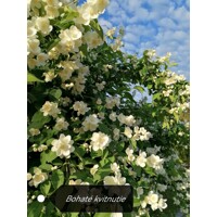 Philadelphus ´Belle Etoile´ Co1L  15-20