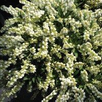 Pieris japonica ´Sarabande´  Co2,5L  20/30
