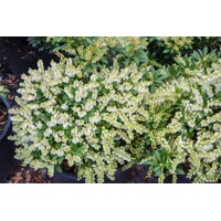 Pieris japonica ´Sarabande´  Co2,5L  20/30