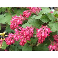 Ríbezľa krvavá - Ribes sanguineum ´King Edward´ Co4L 60/80