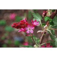 Ríbezľa krvavá - Ribes sanguineum ´King Edward´ Co4L 60/80