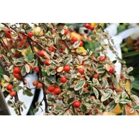 Skalník dammerov - Cotoneaster dammeri  V9 20/25