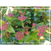 Kalina Dávidova - Viburnum davidii  Co2L 30/35