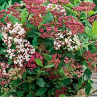 Kalina Dávidova - Viburnum davidii  Co2L 30/35