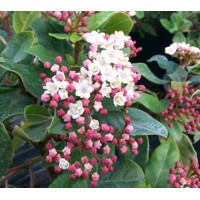 Kalina Dávidova - Viburnum davidii  Co2L 30/35