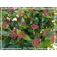 Kalina Dávidova - Viburnum davidii  Co2L 30/35