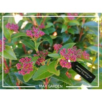 Kalina Dávidova - Viburnum davidii  Co2L 30/35