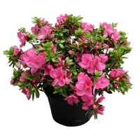 Azalka japonská - Azalea japonica  'Melina'  Co2.5L 20/30