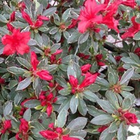 Azalka japonská - Azalea japonica  'Melina'  Co2.5L 20/30