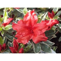 Azalka japonská - Azalea japonica  'Melina'  Co2.5L 20/30