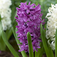 Hyacint fialový - Hyacinthus orientalis P12