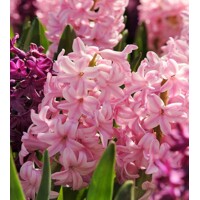 Hyacint ružový - Hyacinthus orientalis P12