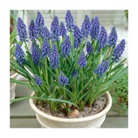 Muscari armeniacum Co12 (7-8ks/črepník)