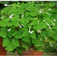 Oxalis papilionacea P12