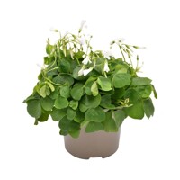Oxalis papilionacea P12
