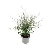 Corokia ´Maori Green´ P12