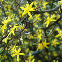 Corokia ´Maori Green´ P12
