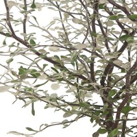 Corokia ´Maori Green´ P12