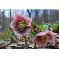 Helleborus orientalis ´White Spotted´ Co9