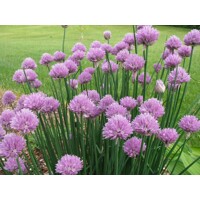 Pažítka - Allium schoenoprasum Co1L