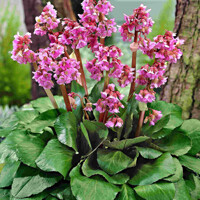 Bergenia cordifolia ´Rotblum´ K9