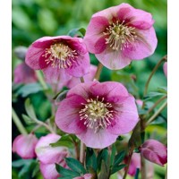 Helleborus orientalis ´Blue Lady´ Co9