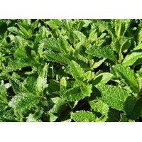 Mentha spicata