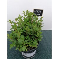 Mentha spicata