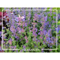 Nepeta faasseni ´Dropmore´ P14