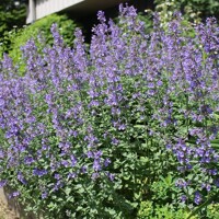 Nepeta faasseni ´Dropmore´ P14