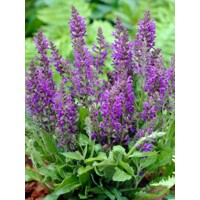Salvia nemorosa ´Ostfriesland´ Co2L