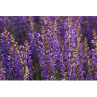 Salvia nemorosa ´Ostfriesland´ Co2L