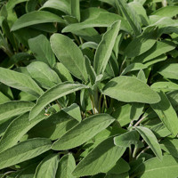 Šalvia lekárska - Salvia officinalis 'Maxima' P14