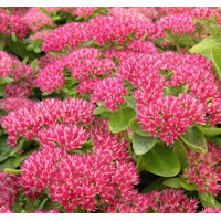 Sedum telephium ´Karfunkelstein´ K9