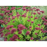 Sedum telephium ´Karfunkelstein´ K9