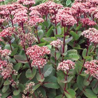 Sedum telephium ´Karfunkelstein´ K9