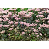 Sedum telephium ´Karfunkelstein´ K9