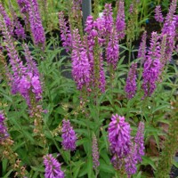 Veronika dlholistá - Veronica longifolia