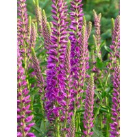 Veronika dlholistá - Veronica longifolia
