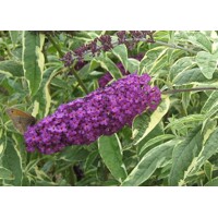 Buddleja davidii 'Empire Blue'  Co5L