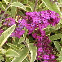 Buddleja davidii 'Empire Blue'  Co5L