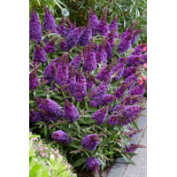 Buddleja davidii 'Royal Red' 20/30  Co2.5L