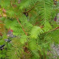 Sekvoja vždyzelená - Sequoia sempervirens Co5L 80/100