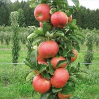 Jabloň - Malus domestica 'Topaz' Co7,5L