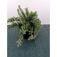 Rozmarín - Rosmarinus officinalis 'Repens' P14